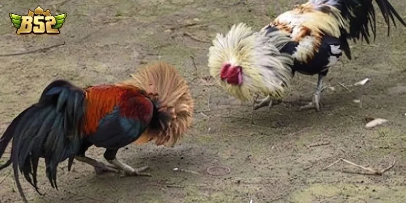 Bỏ túi bí quyết soi kèo đá gà C1 Bỏ túi bí quyết soi kèo đá gà C1